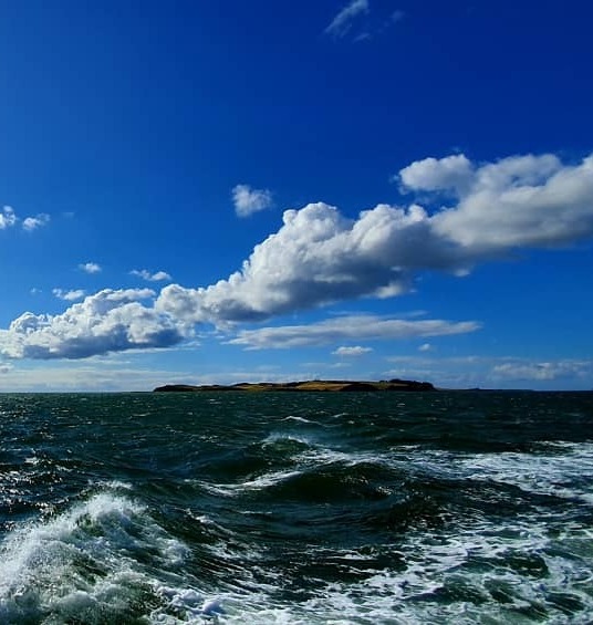 Матки островного спаривания (KB) Матки островного спаривания (KB)