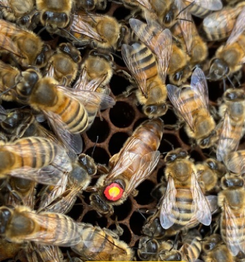 Матки материкового спаривания (KB) Матки материкового спаривания (KB)