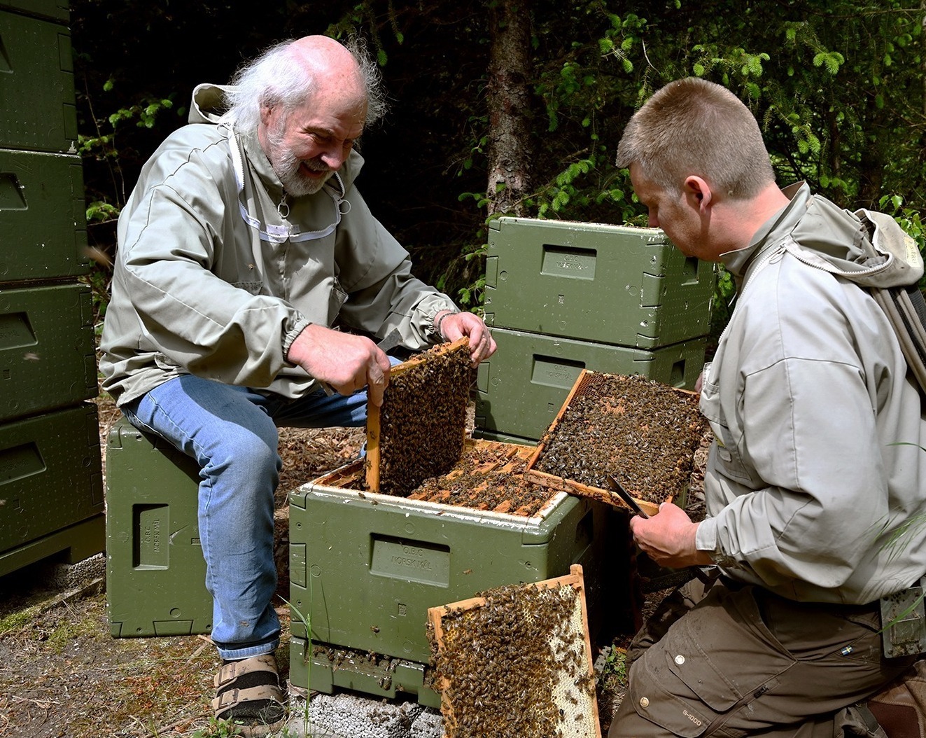 Пчелиные матки бакфаст от Кельда Брандструпа Пчеловод Keld Brandstrup осматривает пчелиные матки бакфаст в Дании