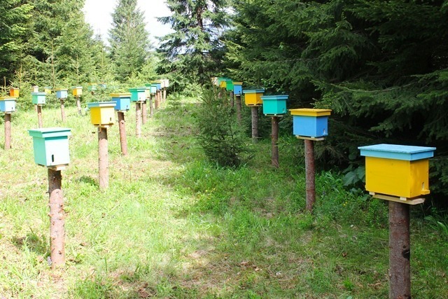 Облётный пункт Горган для карпатских пчёл