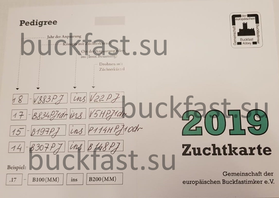 Паспорт пчеломатки бакфаст, изображение 1