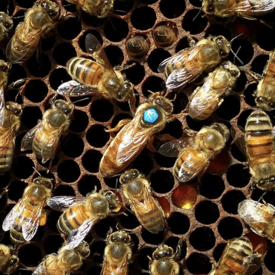 Изолированный облетник