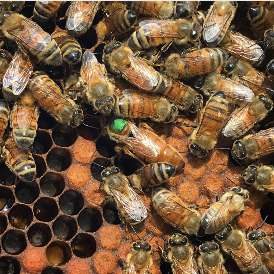 Итальянка Лигустика Итальянка Лигустика