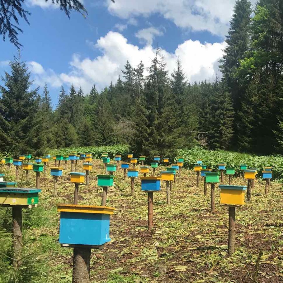 Пожертвование на развитие пчеловодства